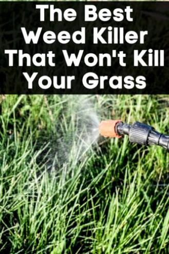 Natural Weedeater, Killing Weeds In Lawn, Kill Weeds Not Grass, Growing Mango, Kill Weeds Naturally, Work Confidence, Killing Weeds, Kill Weeds, Lawn Food