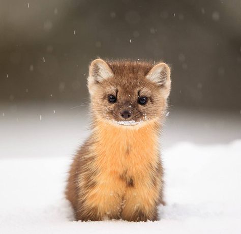 "Curious baby marten..." Rare Wild Animals, American Marten, Pine Marten, Tattoo Nature, Animals Tattoo, Interesting Animals, Pretty Animals, Fox Art, Cute Wild Animals