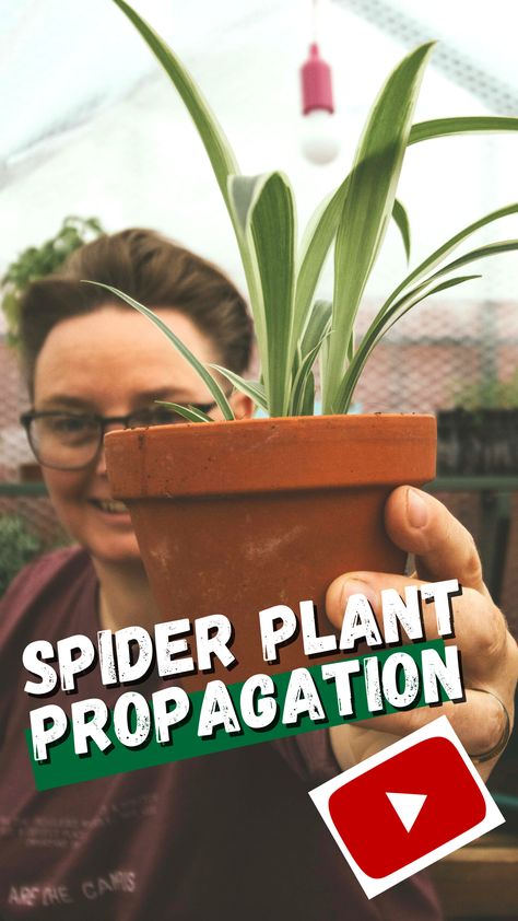 Spider plants are so easy to propagate that I recommend everyone starts here to learn. We'll show you how easy it really is and introduce in water or soil. Propagating Spider Plants, Spider Plants, In Water, Indoor Plants, Soil, To Learn, Herbs, Plants, Water