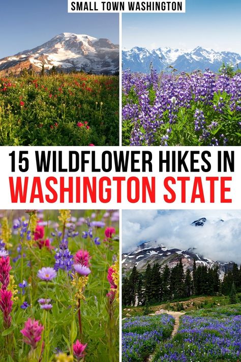 two photos of mt rainier with wildflowers in the foreground, two photos close up of different wildflowers in washington state parks. text reads '15 wildflower hikes in washington state' Washington Wildflowers, Summer In Washington State, Washington State Spring, Spring In Washington State, Fall Hikes Washington, Best Fall Hikes In Washington, Hiking In Washington State, Washington State Experiences, Washington State Wildflowers