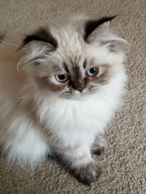 Persian Himalayan 5 months Himalayan Cat Kitten, Himalayan Persian Cats, Himalayan Cats, Beautiful Pets, Persian Kitten, Himalayan Cat, Persian Cats, Beautiful Kittens, Cute Animal Memes