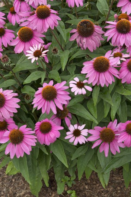 Echinacea Benefits, Echinacea Tea, White Flower Farm, Full Sun Perennials, Sun Perennials, Echinacea Purpurea, Fast Growing Plants, Pink Garden, Blue Garden