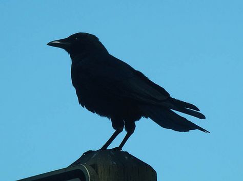 crow silhouette by artistgal, via Flickr - i think this will be the tattoo Crow Medicine, Crow Tattoos, Tattoos Chest, Crow Silhouette, Tattoos Leg, Crow Tattoo Design, Castle Crafts, Blackbird Singing, Higher Perspective