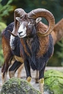 Mouflon Sheep, Horn, Sheep, Birds, Animals