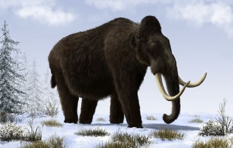 Pleistocene of Europe: Mammuthus primigenius by Mihin89.deviantart.com on @DeviantArt Woolly Mammoth, Prehistoric World, Wooly Mammoth, Asian Elephant, Extinct Animals, Prehistoric Creatures, Ice Age, Prehistoric Animals, African Elephant