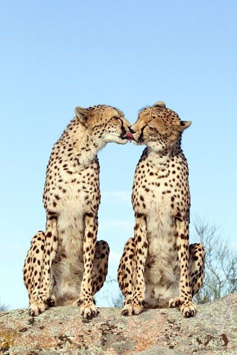 Animals Kissing, Cheetah Cubs, Cheetahs, African Animals, Big Cat, Leopards, Animal Love, Wild Life, Beautiful Animals