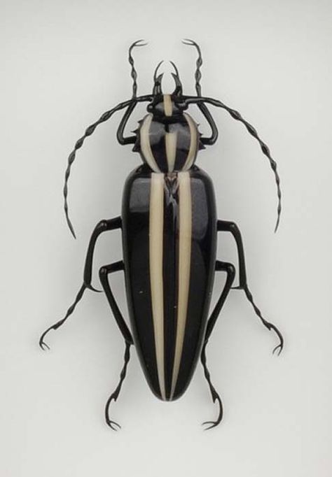 Beetle With Black And White Stripes Bugs White Background, Bug Reference Photos, Scurrying Drawing, Pinned Bugs, Creepy Bugs, Black Insects, Black Beetle, Beetle Art, Bike Tank