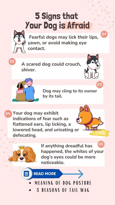 Are you worried that your dog may be afraid? Fear can be a difficult emotion to read in a pet, as they cannot speak, but they can express how they feel through body language. Read on to find out! What are the main signs that your dog is afraid? Dog Enrichment Ideas Brain Games, Dog Enrichment Toys, Dog Emotions, Body Language Signs, Dog Body Language, Dog Remedies, Dog Enrichment, Dog Smells, Dog Branding