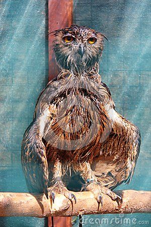 Wet Animals, Wet Owl, Bird Sanctuary, Jim Henson, Owls, Stock Images Free, Location History, Photo Image, Boy Or Girl