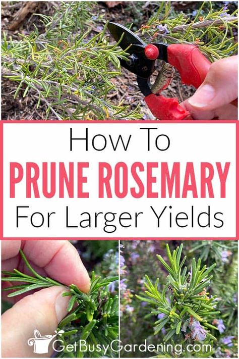 How To Prune Thyme, Shaping Rosemary Bush, Pruning Rosemary Plants, How To Trim Rosemary Plant, How To Care For Rosemary Plants, How To Prune Rosemary, Rosemary Plant Landscaping, Pruning Rosemary, Pruning Herbs