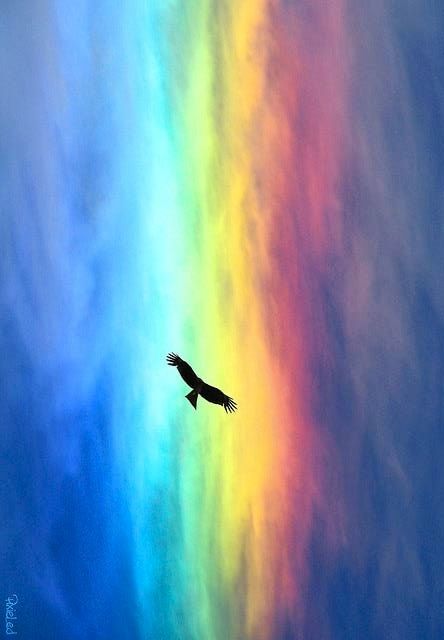 Eagle flying in rainbow clouds via www.Facebook.com/PositivityToolbox Colourful Sky, Rainbow Explosion, Eagle Flying, Rainbow Pictures, Rainbow Photography, Rainbow Clouds, Rainbow Sky, Rainbow Aesthetic, Rainbow Cloud