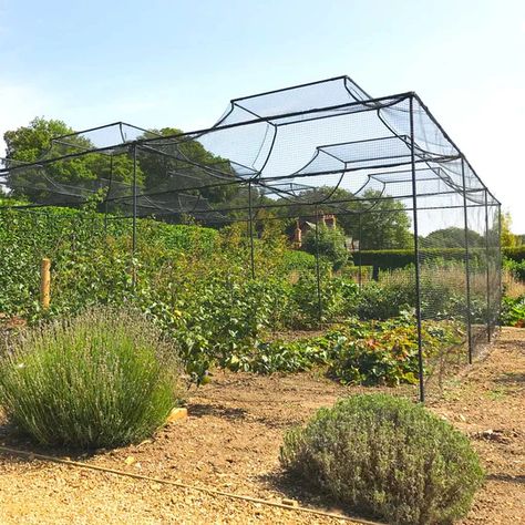 Our walk-in fruit cages come with a 10-year guarantee. Made from durable galvanised steel to ensure long-lasting quality. Browse our our extensive range today. Fruit Cages, Arched Roof, Pond Covers, Wall Arch, Fruit Cage, Plant Cages, Conservatory Greenhouse, Arch Trellis, Gothic Garden