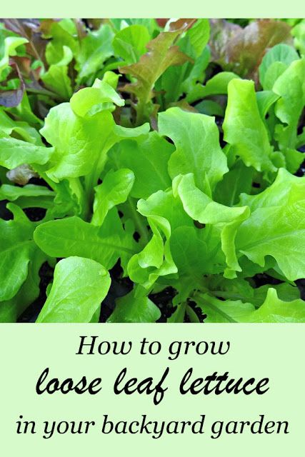 How To Grow Vegetables, Shady Garden, Leaf Lettuce, Growing Lettuce, Grow Vegetables, Garden Insects, Organic Vegetable Garden, Meteor Garden 2018, Create A Signature