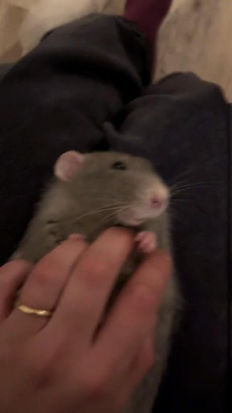 #rat #pets #petlovers Rat Cute Pics, Rat As Pet, Cute Pet Rat Names, Rat Pet Aesthetic, Rat Boggling, Rat Washing Itself, Two Rats Kissing, Cute Pet Rats, Cute Rats Aesthetic