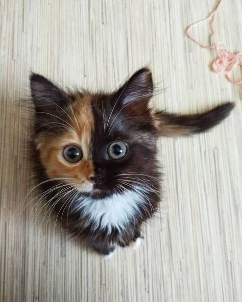 Plus d'encre dans l'imprimante... Voici Yana, le chat "double-face" ! Katt Grejer, Regnul Animal, Söt Katt, Baby Animals Pictures, Super Cute Animals, Pretty Animals, Cute Animals Images, Baby Animals Funny