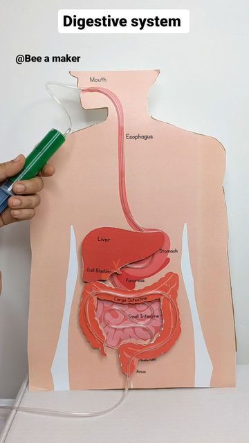 Digestive System Science Project, Digestive System Diagram Project, Diy Digestive System, Digestive System Project, Tlm Ideas, Digestive System For Kids, Digestive System Model, Human Body Systems Projects, Digestive System Diagram