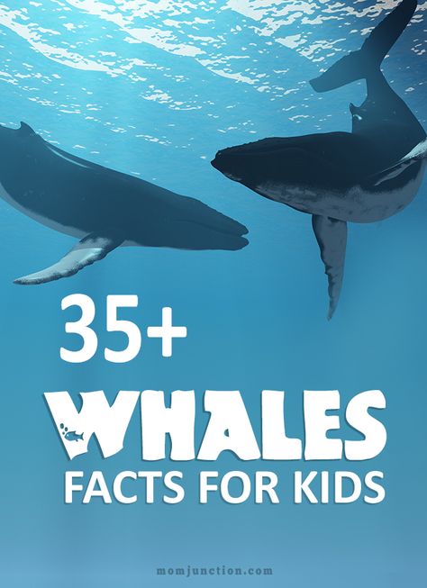 Whale Preschool, Whale Facts For Kids, Animal Facts For Kids, Snail And The Whale, Whale Facts, Preschool Ocean, Ocean Theme Preschool, Animal Information, Animals Information