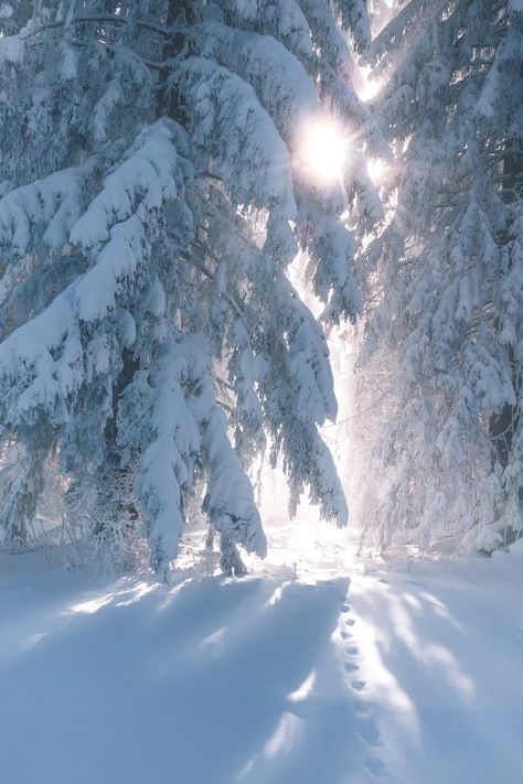 Coniferous trees covered with snow in sunny winter day Cold Weather Quotes, Light Spring Colors, Winter Schnee, Winter Scenery, Winter Beauty, Winter Pictures, Winter Wonder, Winter Photography, Winter Landscape