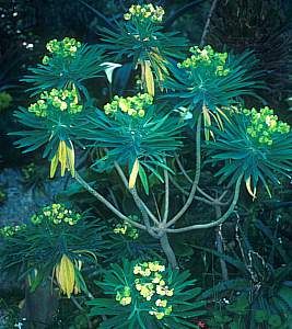 Euphorbia lambii - Tree Euphorbia Low Water Plants, Succulent Tree, Low Water Gardening, Yellow Cups, Green To Blue, Plant Images, Landscaping Plants, Large Plants, Types Of Plants