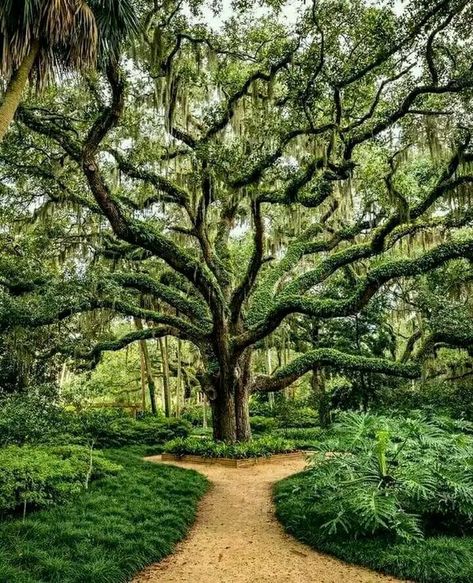 Unseen Florida Live Oak Tree, Rainbow Eucalyptus Tree, Florida Trees, Niagara Falls State Park, Weeping Trees, Rainbow Eucalyptus, Weird Trees, Flagler Beach, East Coast Road Trip