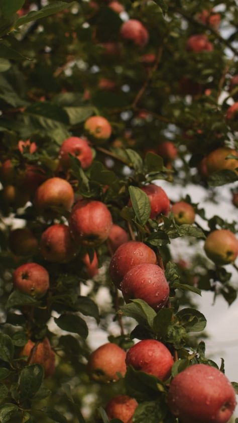 Apple Orchard Wallpaper, Fall Apple Orchard Aesthetic, Apples Astethic, Apple Orchard Aesthetic, September Apples, Apple Orchard Fall, Apple Garden, Cider House, Apple Farm