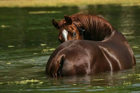 :) Capaill Uisce, Horse Boarding, All About Horses, Chestnut Horse, All The Pretty Horses, Majestic Animals, White Horses, Cute Horses, Pretty Horses