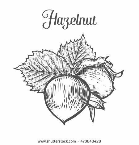 Hazelnut Tattoo, Hazelnut Illustration, Plant Anatomy, Pink Floyd Art, Hazelnut Butter, Initial Tattoo, Tattoo Illustration, Unique Trees, Organic Food