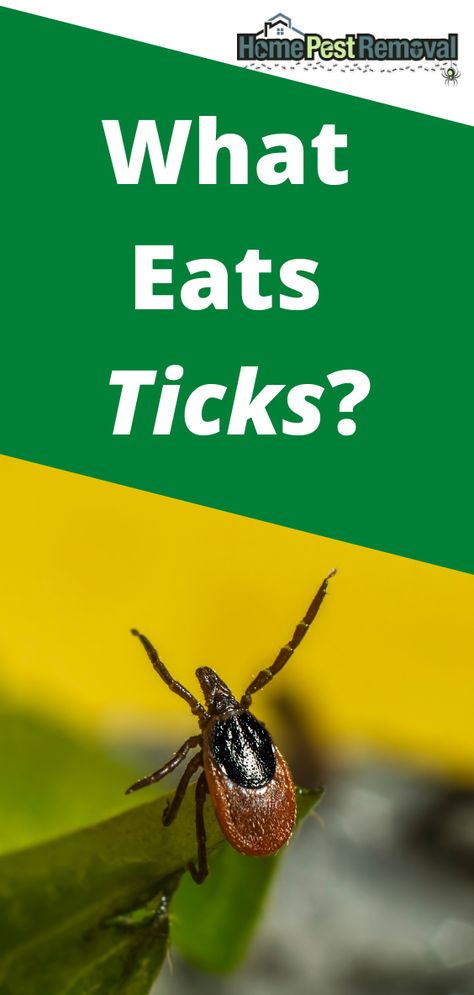 Ticks On Humans, Types Of Ticks, Forest Living, Pet Ideas, Lizards, Backyard Ideas, Ticks, Spiders, Ants