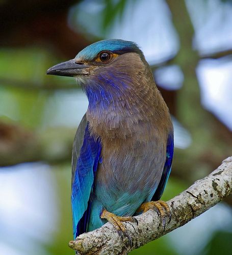 Indian Roller Birds Of Thailand, Indian Wildlife Photography, Peacock In Rajasthan, Wildlife Of India, Amazonian Royal Flycatcher, Water Animals, Animals Friendship, God Pictures, Bird Wallpaper