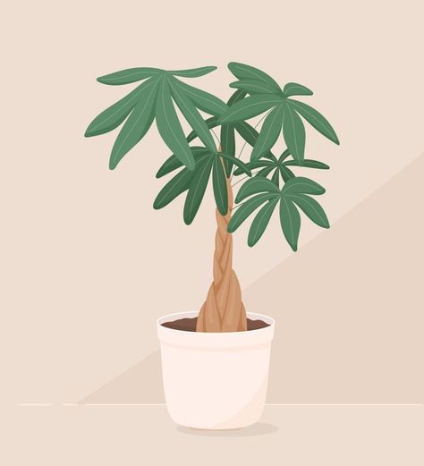 Vector trendy illustration of home plant in a pot. Money bonsai or pachira aquatica. Wooden trunk and large green leaves. Object for decoration. Trendy Illustration, Plant In A Pot, Pachira Aquatica, Wooden Trunk, Wooden Trunks, Cookie Decorating, Green Leaves, House Plants, Trunk