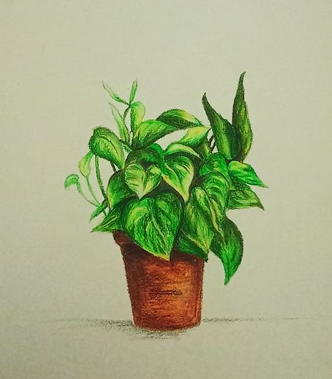 Money Plant (Oil Pastel) Plant Oil Pastel, Plant Study, Pencil Sketch Images, Money Plant, Still Life Drawing, Plant Painting, Plant Drawing, Chalk Pastels, Cute Easy Drawings