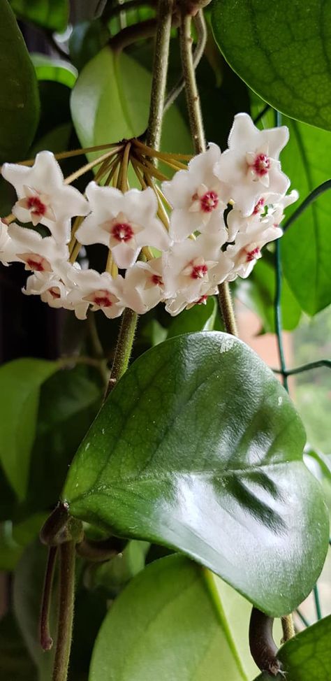 Hoya fungii Hoya Fungii, Hoyas Plant, Hoya Plant, Indoor Flowers, Cactus And Succulents, Cacti And Succulents, Cactus, Crystals, Plants