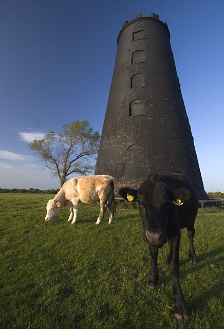 Black Mill, Beverley Westwood near to Beverley, East Riding of Yorkshire, England. The Westwood is an area of common land to the west of the town, and as well as providing grazing for a large number of cattle, is home to a golf course and Beverley Racecourse. There has been a mill or mills on the Westwood since the 16th century. This one dates from the early 19th century but its sails blew down in 1868. By Paul Harrop. Cattle Grazing, Windmill Photos, Golf Net, Golf Photography, East Riding Of Yorkshire, Flexibility Training, Golf Day, Golf Irons, Black And White Landscape