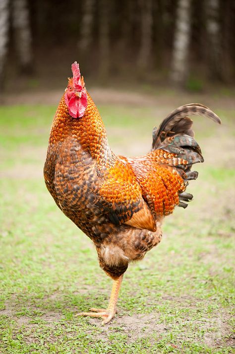 Rooster Photography, Rhode Island Red Rooster, Best Laying Chickens, Rooster Images, Laying Chickens Breeds, Best Egg Laying Chickens, Laying Chickens, Photos Of Animals, Bantam Chickens