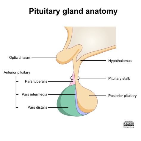 pituitary gland - Google Search Anterior Pituitary, Study Websites, Pituitary Gland, Diagram Design, Radiology, Anatomy, Google Images, I Hope, Google Search