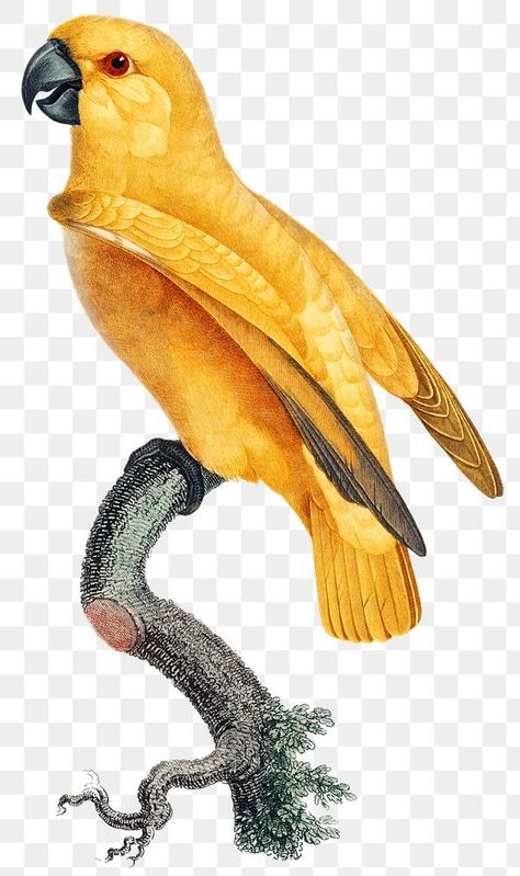 Parrot Images, Parrot Png, Senegal Parrot, Jungle Birds, Gif Png, Wood Carving For Beginners, Vintage Parrot, Jungle Illustration, Illustration Nature