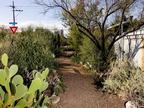 ‘A living pantry’: how an urban food forest in Arizona became a model for climate action | Arizona | The Guardian Arizona Plants, Downtown Tucson, Street Trees, Forest Plants, The University Of Arizona, Rainwater Harvesting, Desert Homes, Food Forest, Urban Gardening