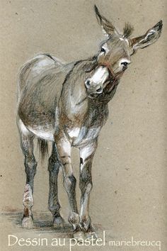 Mule Drawing, Pastel Drawing, Donkey Drawing, Color Pencil, Art Pastel Donkey Drawing, Regnul Animal, Horse Drawings, Arte Inspo, Equine Art, Arte Animal, Donkeys, Pastel Drawing, Pastel Art