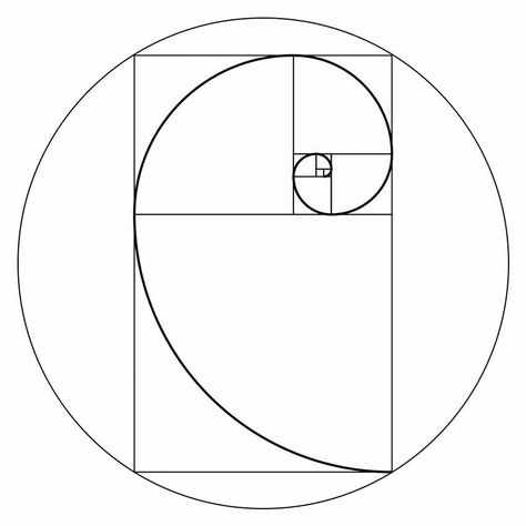 Golden Ratio Tattoo Design, Golden Ratio Drawing, Fibonacci Spiral Art, Golden Ratio Tattoo, Golden Ratio Art, Fibonacci Art, Fibonacci Tattoo, Golden Section, Cv Inspiration