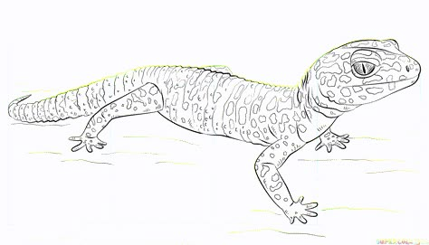 How to draw a leopard gecko | Step by step Drawing tutorials Leopard Gecko Outline, How To Draw A Gecko, Gecko Sketch, Leopard Gecko Tattoo, Reptile Drawings, Gecko Illustration, Gecko Drawing, Leopard Gecko Habitat, Gecko Tattoo