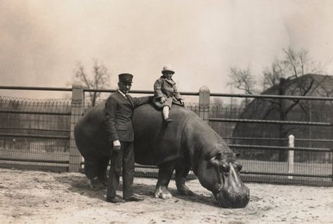 St Louis Zoo, Zoo Photos, Strange Photos, Hippopotamus, Early 1900s, Vintage Photographs, Vintage Photography, Old Pictures, Vintage Images