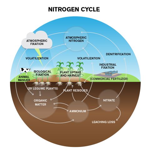 Nitrogen Cycle Lessons Nitrogen Cycle Project, Glycolysis Pathways, Nutrient Cycle, Crafts Bookmarks, Process Diagram, Electron Transport Chain, Nitrogen Fixation, Cell Organelles, Nitrogen Cycle