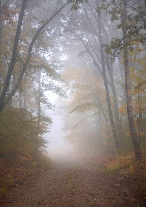 Foggy Weather, Autumn Park, Misty Forest, Autumn Scenes, Autumn Scenery, Fall Is Here, Nature Tree, Foto Art, Dark Places