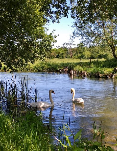 Two Swans, Summer Scenes, Water Pond, Fantasy Forest, Cartoon Girl Drawing, Route Map, Landscape Artwork, Trout Fishing, Landscape Photos