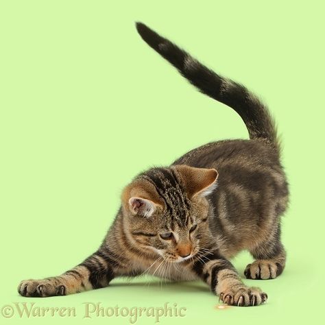 References Animals, Playful Cats, Cat Poses, Cat References, Senior Thesis, Cat Attack, Cat Anatomy, Cat Reference, Tabby Kitten