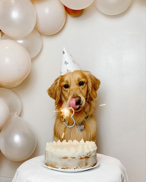 Dog Birthday Photoshoot, Dog Birthday Pictures, Negative Reinforcement, Kitten Training, Dog First Birthday, Therapy Dog Training, Puppy Birthday Parties, Service Dog Training, Dog Birthday Cake