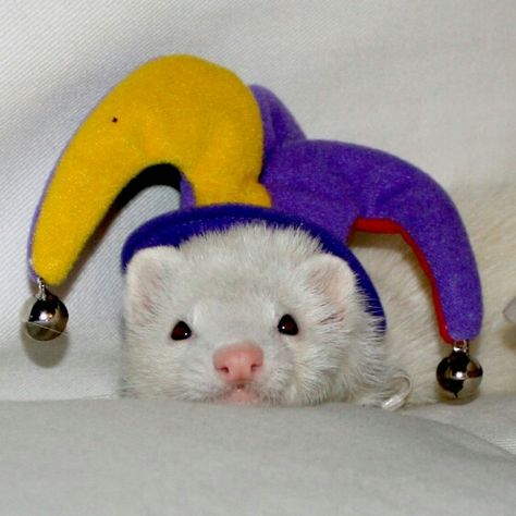 A Ferret, Ferret, Yellow, Purple, Funny, White