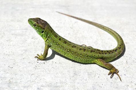 Sand Photos, Sand Lizard, Green Iguana, Animals Images, The Stone, Stock Images Free, Butterflies, Royalty, Free Download