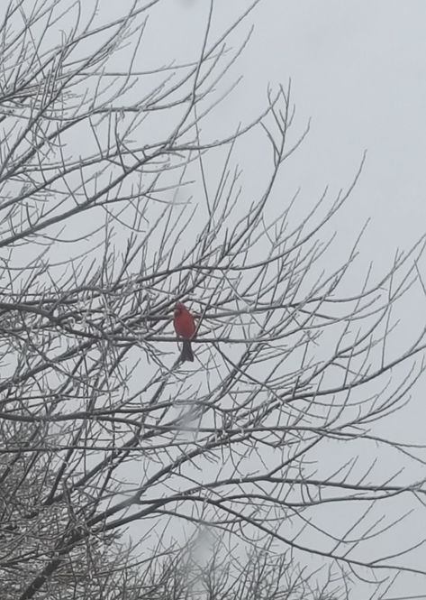 Cardinal Bird Aesthetic, Huntlow Aesthetic, Hunter Toh Aesthetic, Cardinal Aesthetic, Winter Hayle, Toh Aesthetic, Wilderness Aesthetic, The Golden Guard, Hunter Noceda