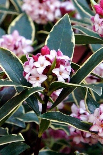 Variegated Pink Winter Daphne Winter Daphne, Marginata Plant, Daphne Odora, Daphne Plant, Pieris Japonica, Plant Notes, Evergreen Hedge, Early Spring Flowers, Foundation Planting